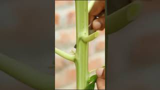 এই একটি মাত্র কাজেই পেপের বাম্পার ফলন হবে - papaya cultivation tips #shorts