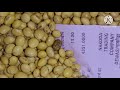 सोयाबीन तेजी मंदी रिपोर्ट। सोयाबीन भविष्य 2025। सोयाबीन मंडी भाव। soybean teji mandi report।