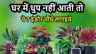 इन 7 पौधों को बिना धूप के उगा सकते हैं | Best Indoor Plants for Low Light Apartments