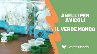 Anelli per avicoli: un nuovo prodotto acquistabile nello shop Il Verde Mondo