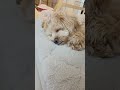 【朝から全力で遊んだ愛犬🐾】 ペキプー ペキニーズ トイプードル ミックス犬 子犬 犬動画 dog パピー shorts short いぬのいる生活