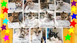 【新レンガの部屋】多頭飼育からの新メンバー11匹  ノンキャリアチーム