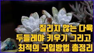 질리지 않는 다육이 두들레야 저렴하게 구입하고 건강하게 키울수 있는 방법 총정리, succulent, Dudleya, たにくしょくぶつ)