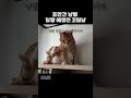 꼬질꼬질 이냥이💕 고양이 귀여운고양이 쇼츠 cat shorts