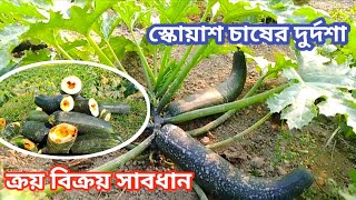 স্কোয়াশ চাষ পদ্ধতি | স্কোয়াশ চাষ করে দুর্দশা কৃষকের | স্কোয়াশ চাষের সতর্ক বার্তা।