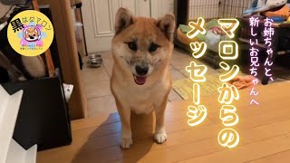 【マロンからメッセージ】【黒はなマロン】◇ 柴犬女の子マロン1歳9ヶ月#柴犬 #ウエディング