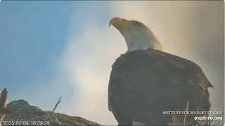 West End, February 4 ​​Explore Live Nature Cams West End Bald Eagle Cam powered by EXPLORE.org