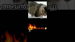 Look whatdid cat doto SAVEher friend's LIFEസുഹൃത്തിൻ്റെ ജീവൻ രക്ഷിക്കാൻ പൂച്ച ചെയ്തത് നോക്കൂ#shorts