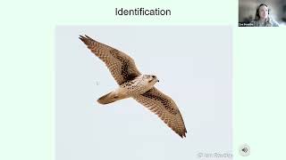 Discover the Prairie Falcon