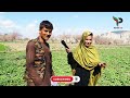 village life of afghanistan د افغانستان کلیوال ژوند لغمان ولایت uhd