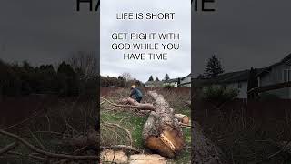 CUTTING TREE NEXT TO HOUSE #chainsawman #husqvarna #stihl #shorts #tiktok #viral #logging #chainsaw