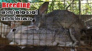 A successful rabbit breeding| ഒരു മുയൽ Breeding എങ്ങനെ എന്നു മനസിലാക്കാം|Rabbit farm|CJ Farms