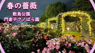 春の薔薇　敷島公園　門倉テクのばら園　Spring roses　Japan