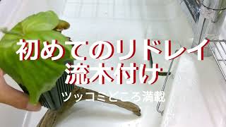 ビカク初心者リドレイを付ける