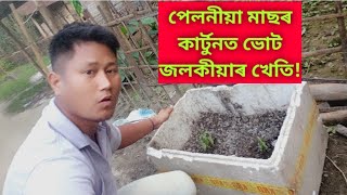 bhut Jolokia kheti | পেলনীয়া মাছৰ কাৰ্টুনত ভোট জলকীয়াৰ খেতি | bhut Jolokia kheti in assam