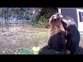 groundhog steals farmer s crop and eats it in front of his security camera