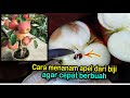 Cara menanam apel dari biji agar cepat berbuah