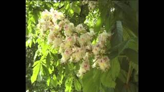 White Chestnut