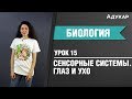 Сенсорные системы| Строение глаза и уха| Биология ЦТ, ЕГЭ