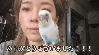 【インコの入院】緊急入院から１ヶ月半のご報告です！！