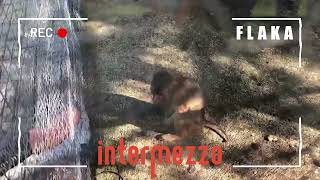 Intermezzo Zoo