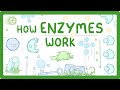 GCSE Biology - What are Enzymes? (2026/27 exams)