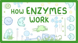 GCSE Biology - What are Enzymes?