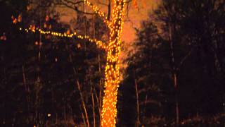 Zoolights 2012