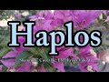 Requested Song "  Haplos - Shamrock " Cover (Lyrics Video)