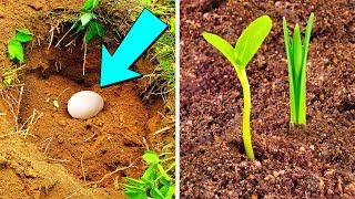 Put An Egg In Your Garden And See What Will Grow