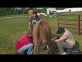 Tim milks a cow at Marcoot Jersey Creamery