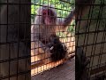 嵐山モンキーパークの親子サルにエサやり🥜 parent and child monkeys at arashiyama monkey park.🐵 嵐山モンキーパーク