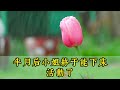 【完结文】 甜文小说 言情小说 先婚后爱