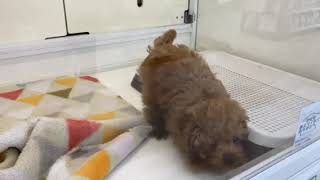 125097 ティーカッププードル ペットショップ犬の家＆猫の里七宝店