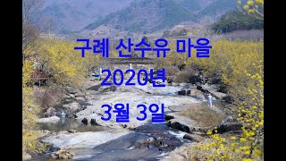 [4k]구례 산수유 마을! [The beauty of cornus flowers ,Gurye, South Korea]절정기 12일-22일.2020년3월3일촬영