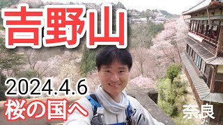 吉野山  2024🌸桜の国へ