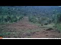 remote cameras confirm rare black leopards living in kenya nat geo wild