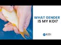 The Easy Method To Gender Your Koi!