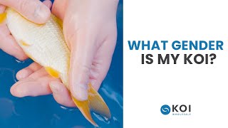 The Easy Method To Gender Your Koi!