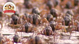 【大群が一瞬で消える】奇妙な蟹・ミナミコメツキガニのふしぎな生態【どうぶつ奇想天外／WAKUWAKU】