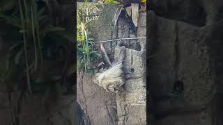 Sloth 樹懶