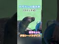 アザラシの鳴き声（スイッチ式）【伊勢シーパラダイス】福音ちゃん ボタンを押すと… ゴマフアザラシ 子供 かわいい姿 【おすすめ水族館・動物園】japanese seal