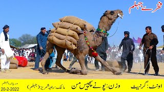 Raja Shamraiz Jhelum | Oont Aya Grenade | 24 mann 30 kg | Dharyala Jhelum | Camel Weightlifting 2022