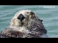 wild southern sea otter grooming his face 顔をグルーミングする野生のラッコ