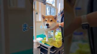 ママ、お菓子ちょうだいって喋ってます🐶　#柴犬　#しゃべる犬 #犬#かわいい #shorts