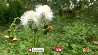 Forest god in shimoga