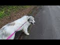 色々確認する事があってなかなか散歩に出かけないアランです　great pyrenees　グレートピレニーズ