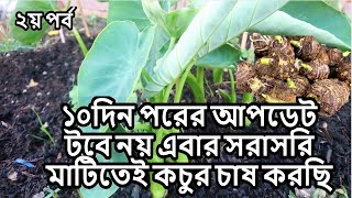 ১০দিন পরের আপডেট   টবে নয় এবার সরাসরি মাটিতেই কচুর চাষ করছি COCOYAM GROWING TARO GROWING IN THE UK