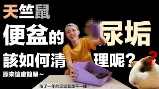 【Fatbe Diary】一招天竺鼠便盆尿垢馬上被清除！！！太厲害了👍『記得開CC字幕唷』 Is it easy or hard to clean Guinea pigs' restroom