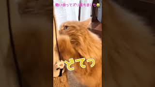 爪とぎ中にすべった猫🐾サイベリアンのムー🐱